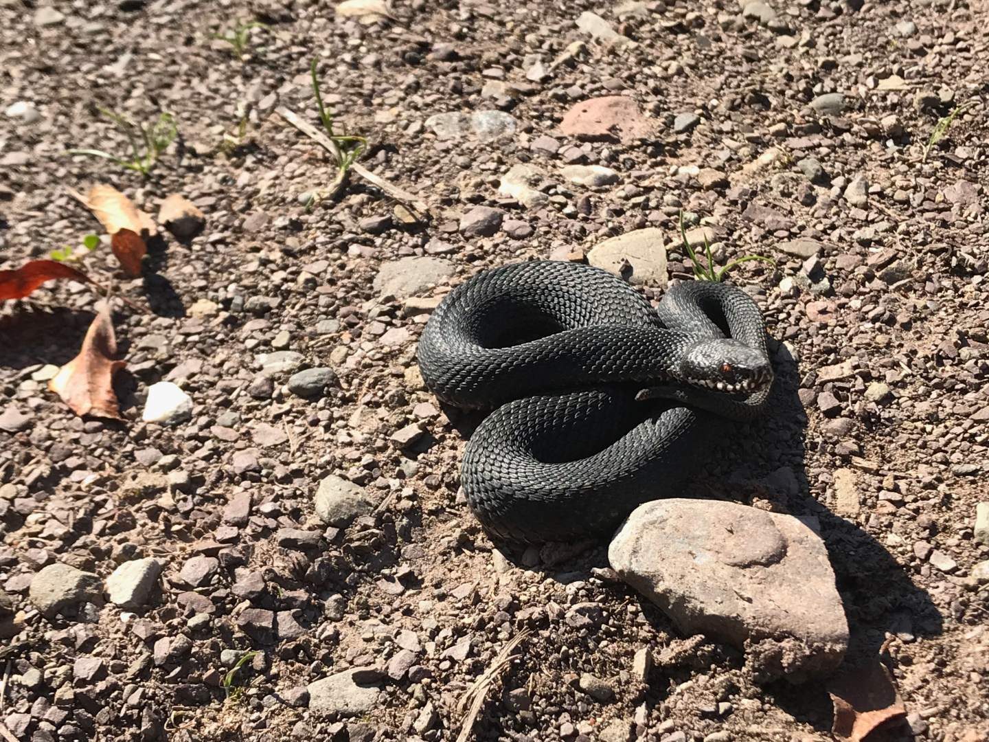 Baran Engereği - Baran's Adder - Vipera barani