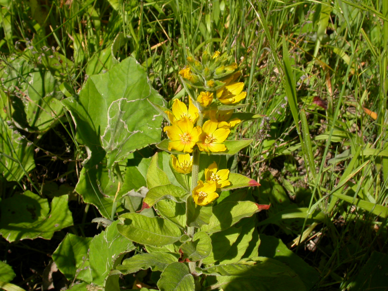 Hilal kargaotu - Lysimachia verticillaris