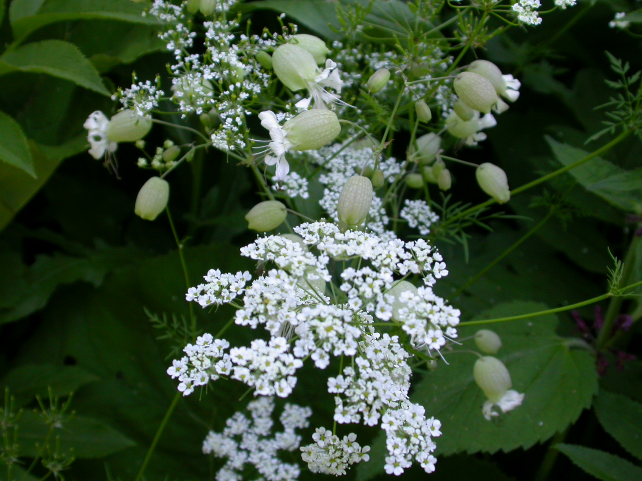 Ecibücü - Silene vulgaris