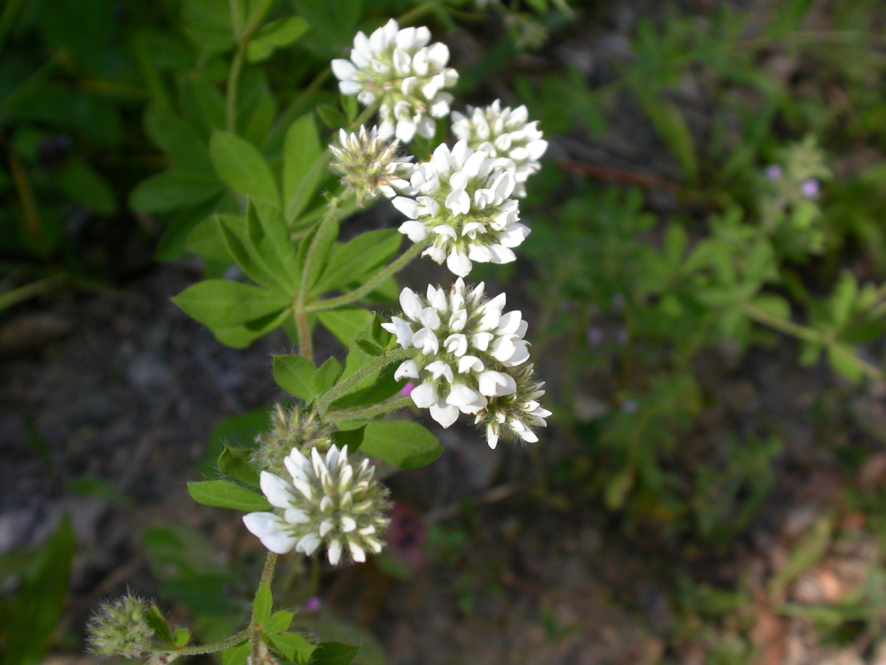 Ak üçgül - Trifolium repens