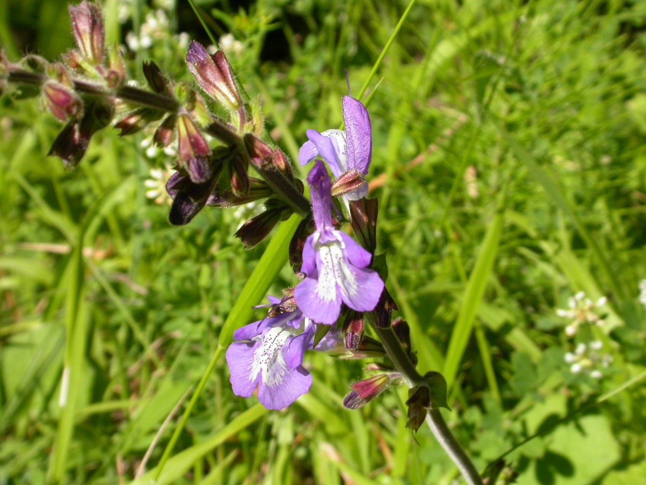 Adaçayı, Dolmayaprağı, Müsellim - Salvia forskahlei