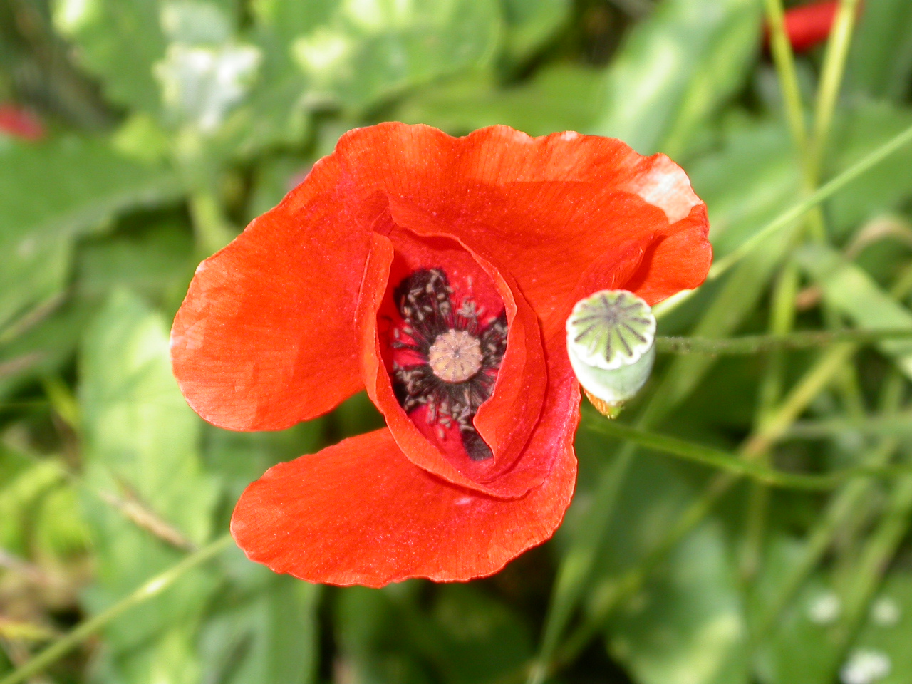 Gelincik - Papaver rhoeas