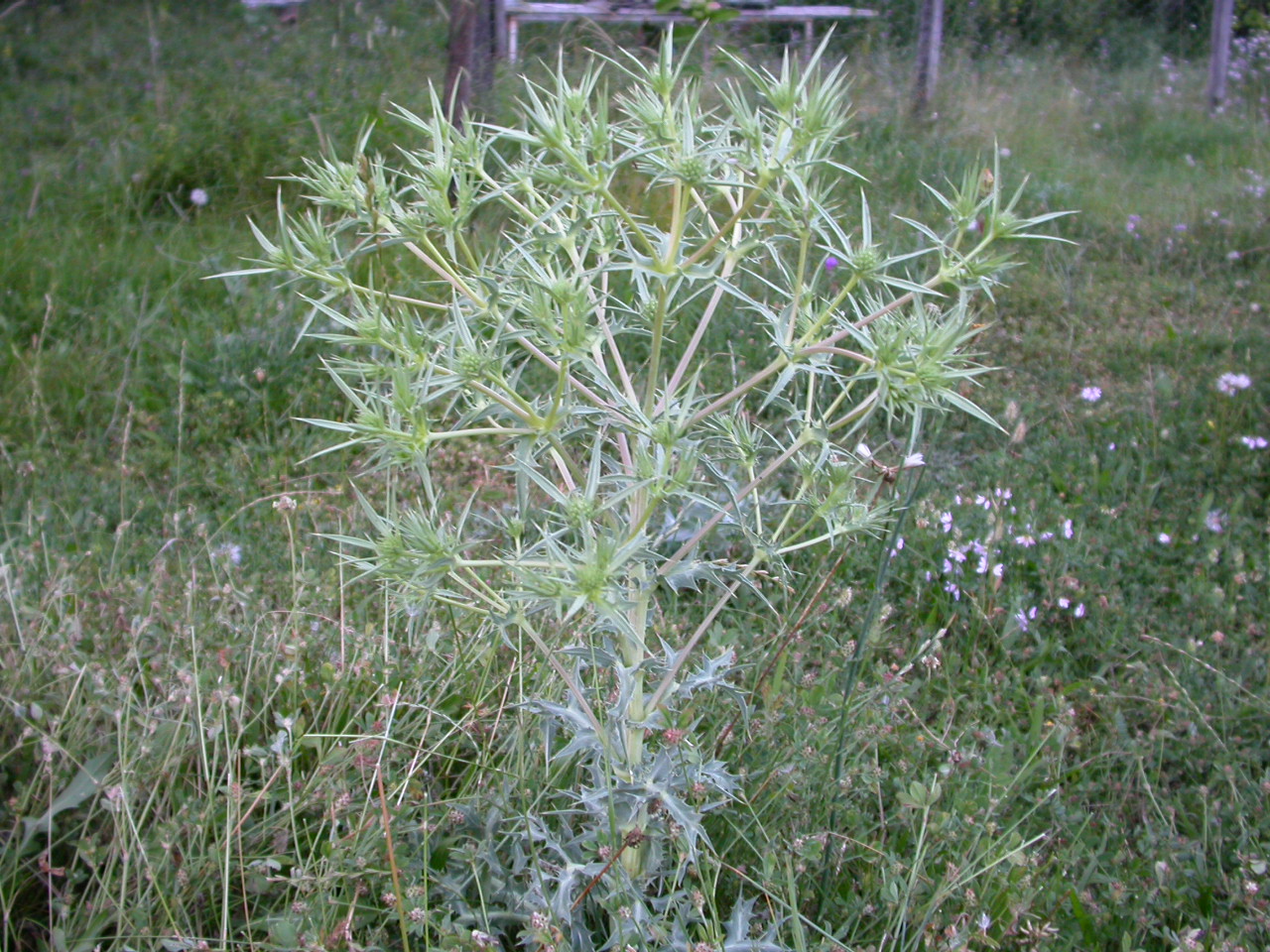 Boğa dikeni - Eryngium campestre