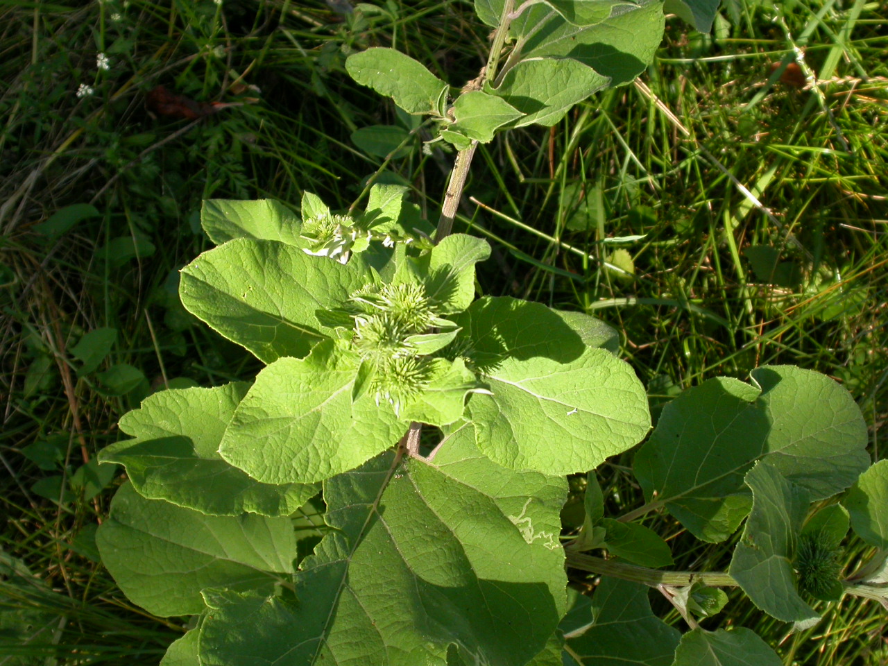 Dulavratotu - Arctium lappa