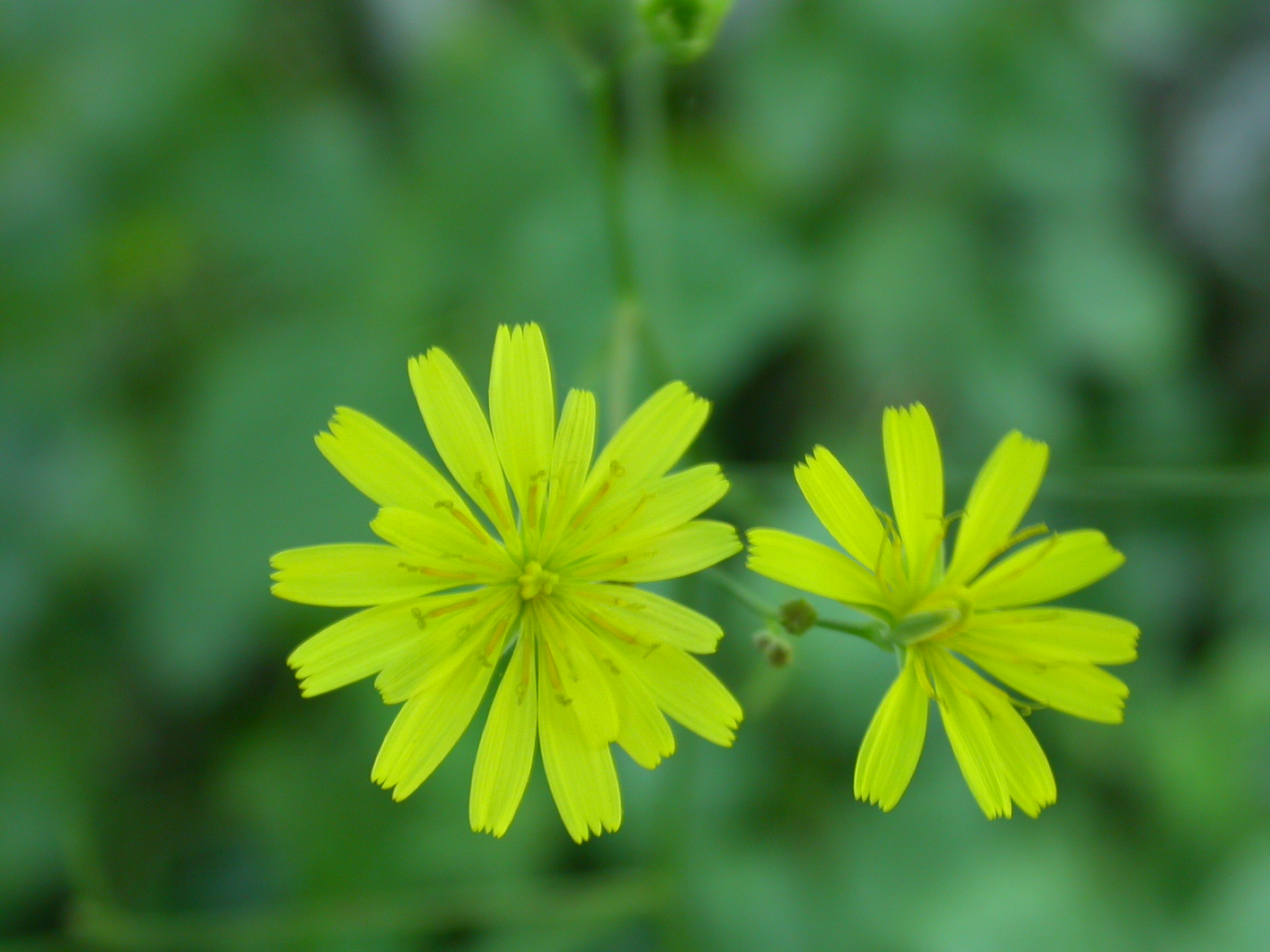 Şebrek - Lapsana communis