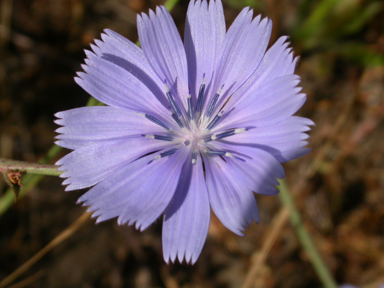Hindiba - Cichorium intybus
