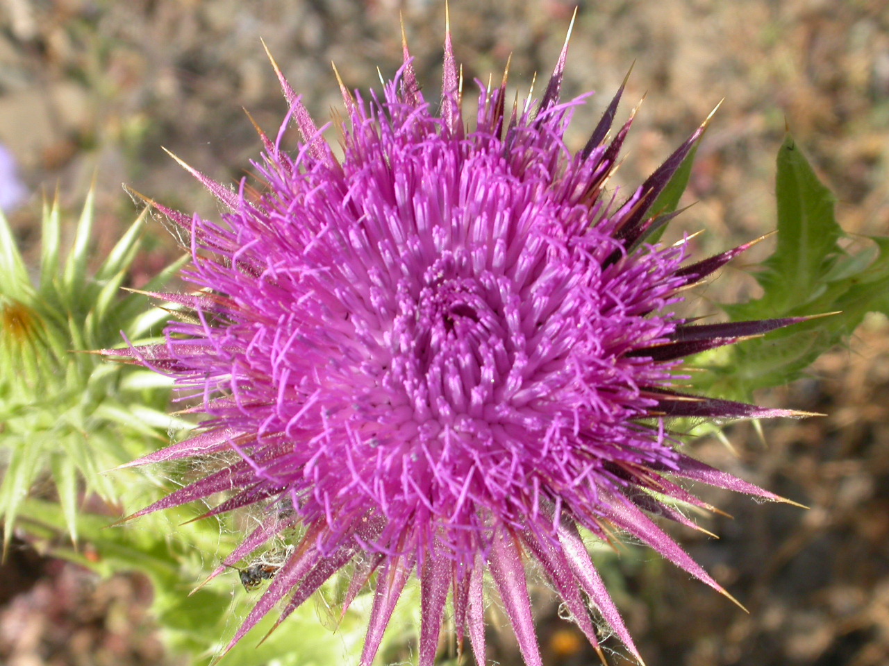 Devedikeni - Silybum marianum