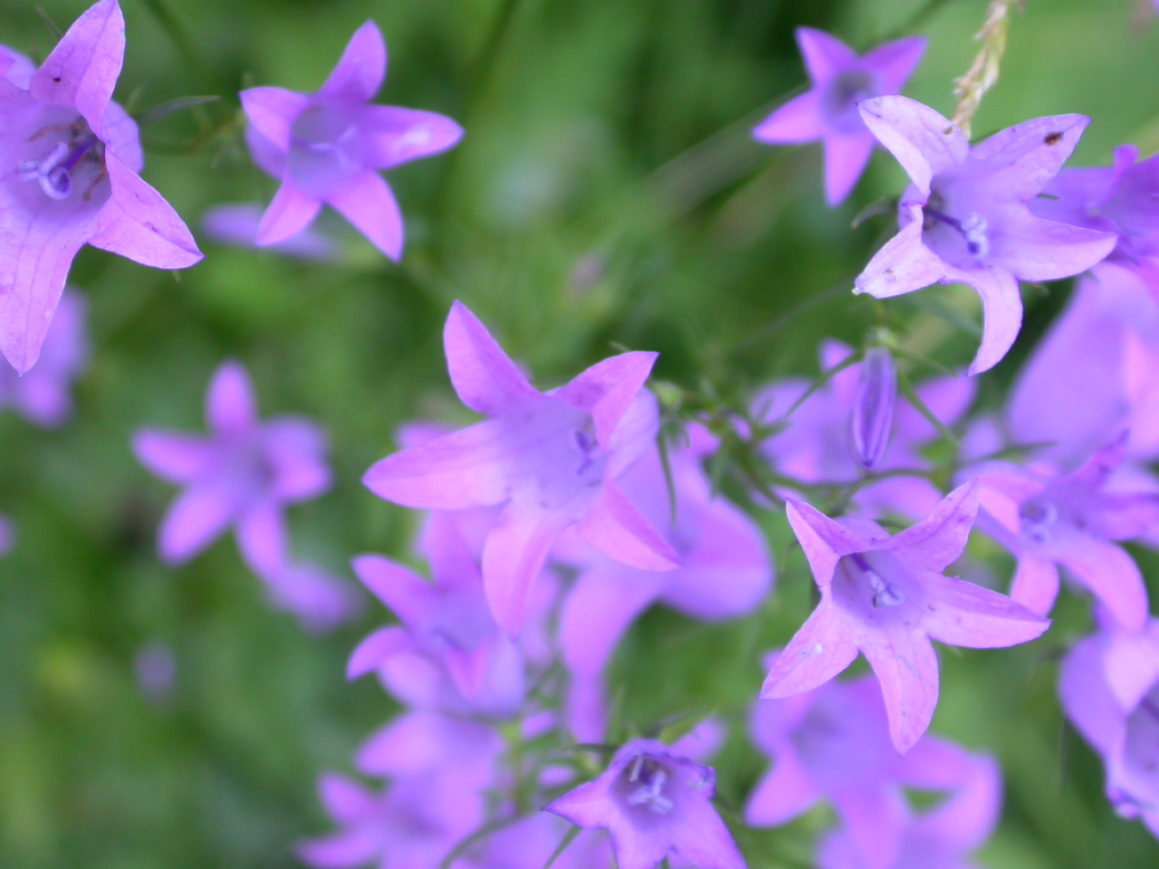 Gökçe çançiçeği - Campanula tridentata