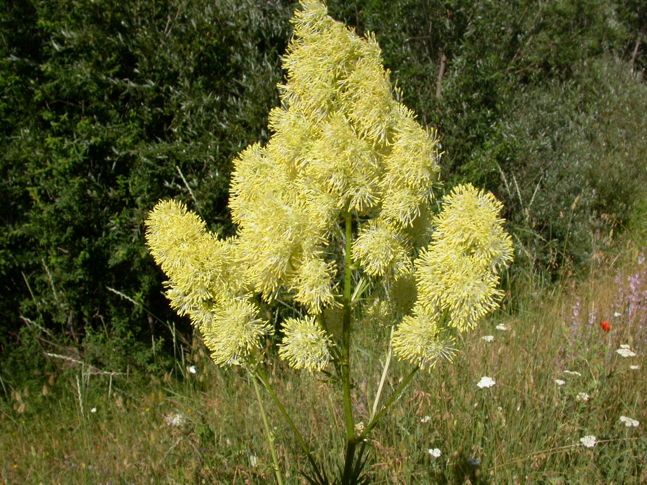 Çayırsedefi - Thalictrum lucidum