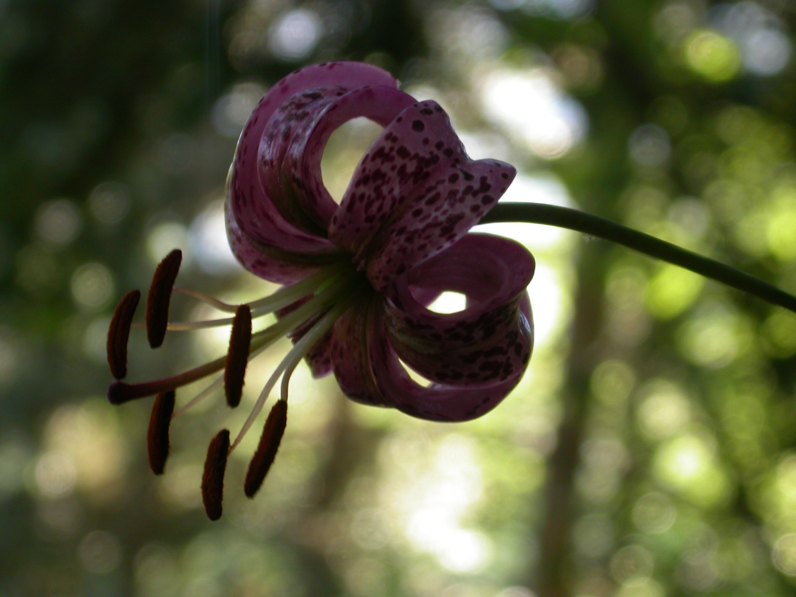 Türk fesi - Lilium martagon L.