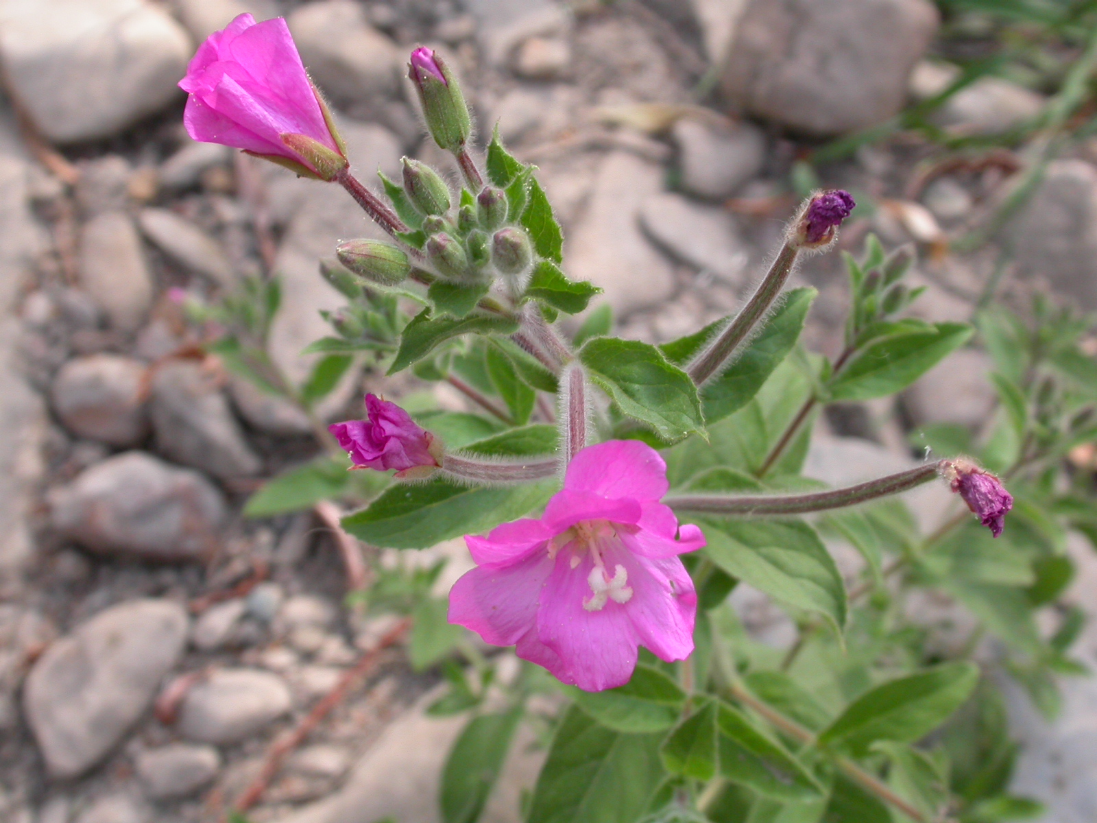 Tüylü yakıotu, Sazakotu - Epilobium hirsutum