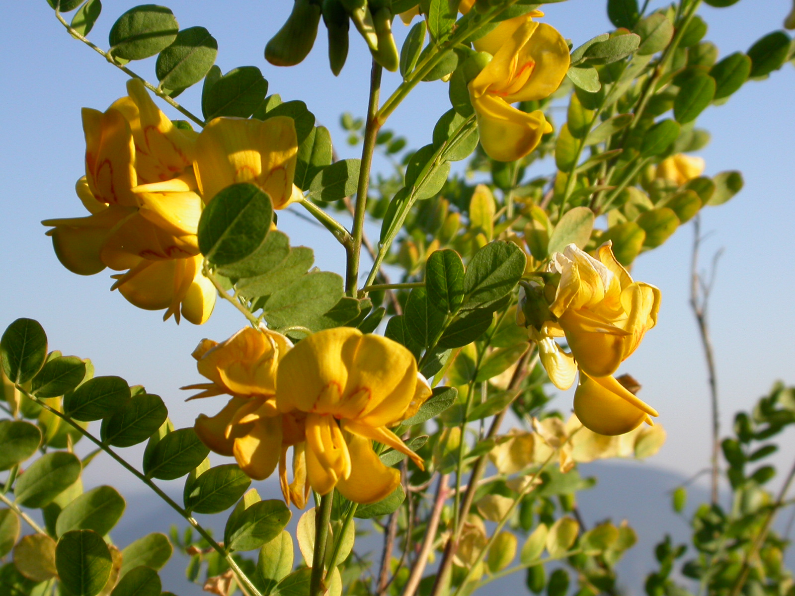 Yabani Sinameki, Patlangaç - Colutea cilicica