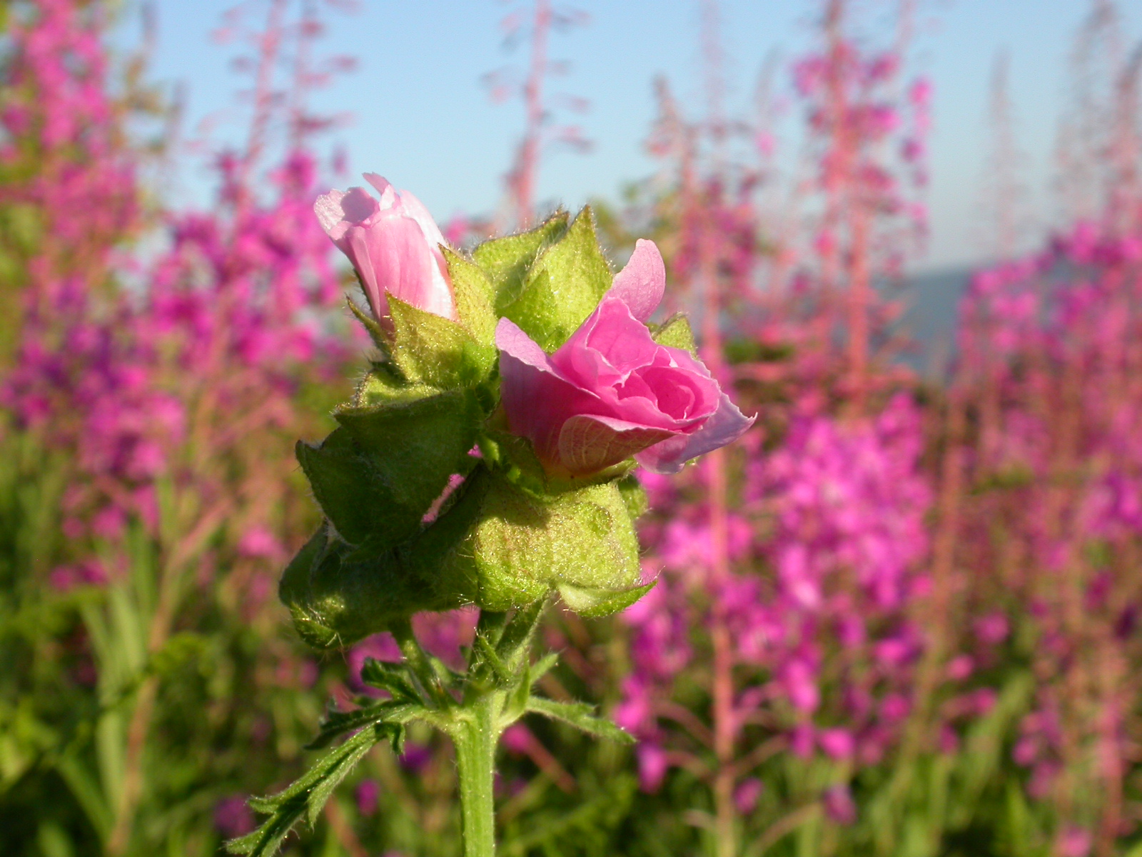 Gülhatmi - Alcea rosea