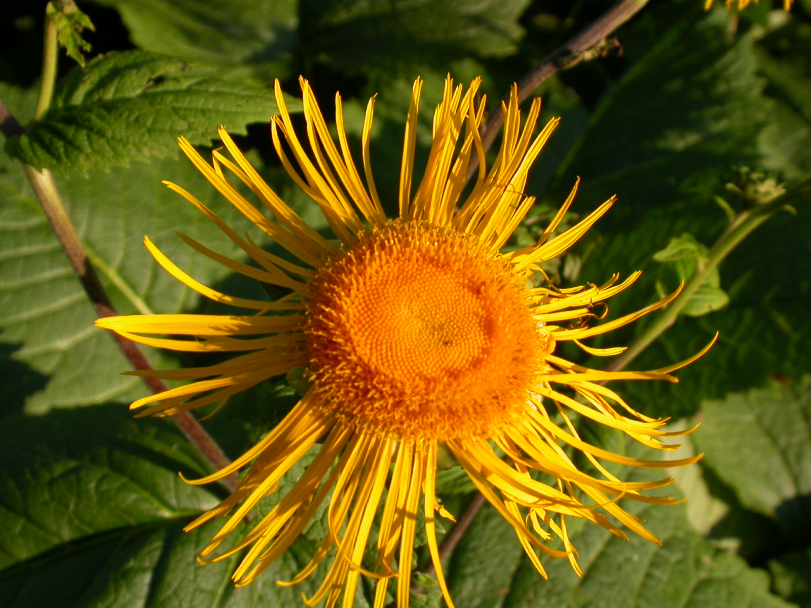 Andız otu - Inula helenium