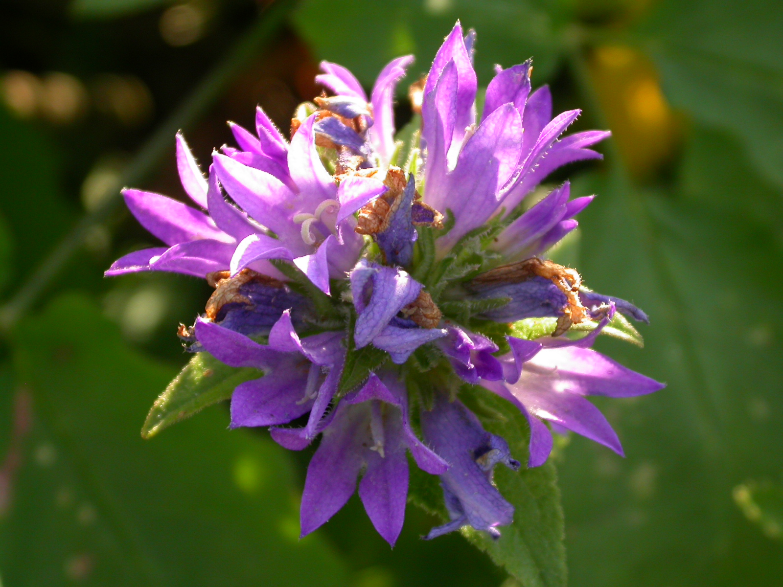 Yumak Çanı - Campanula glomerata