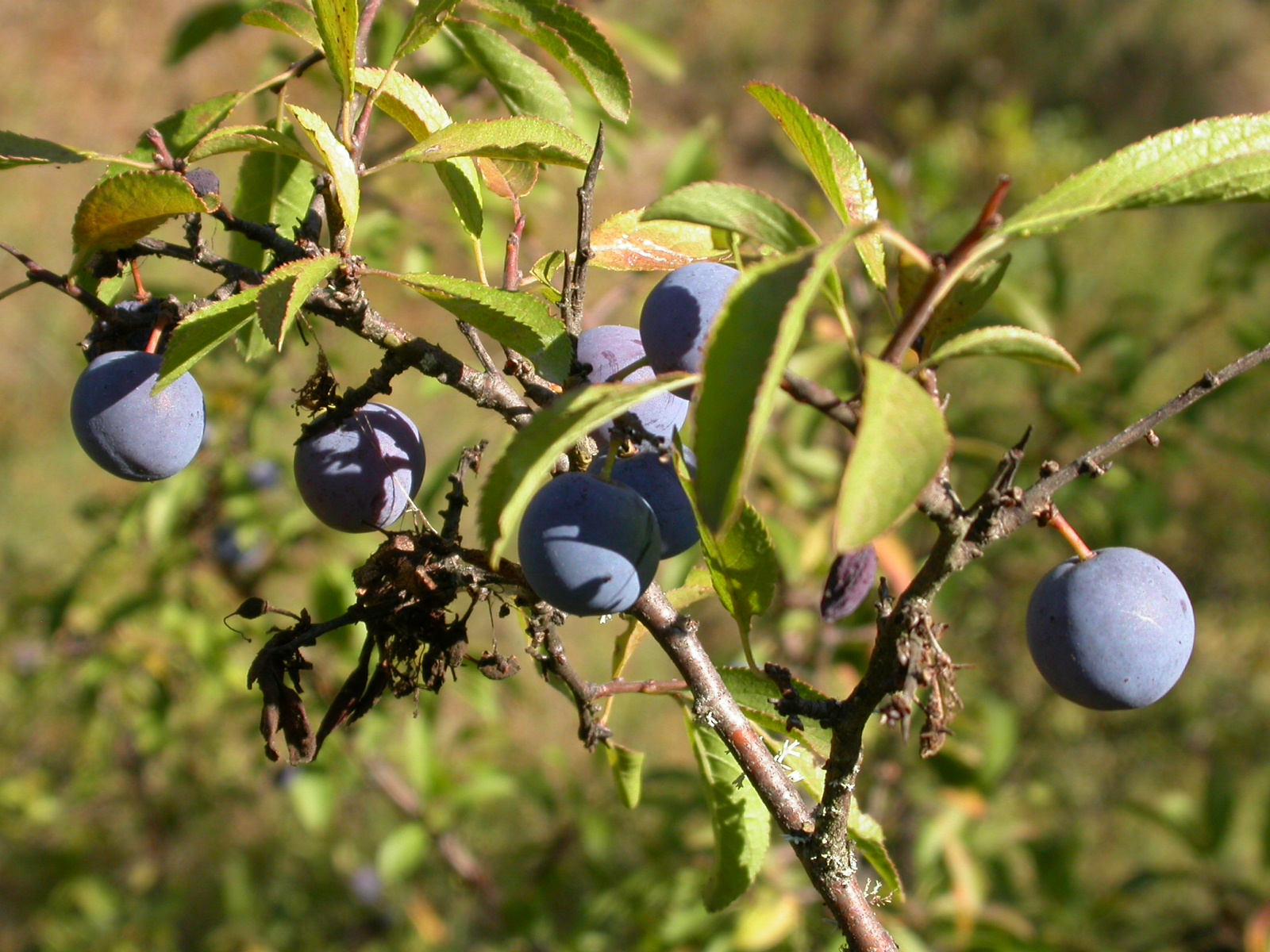 Yabani erik, Çakal eriği, Güvem - Prunus sp.