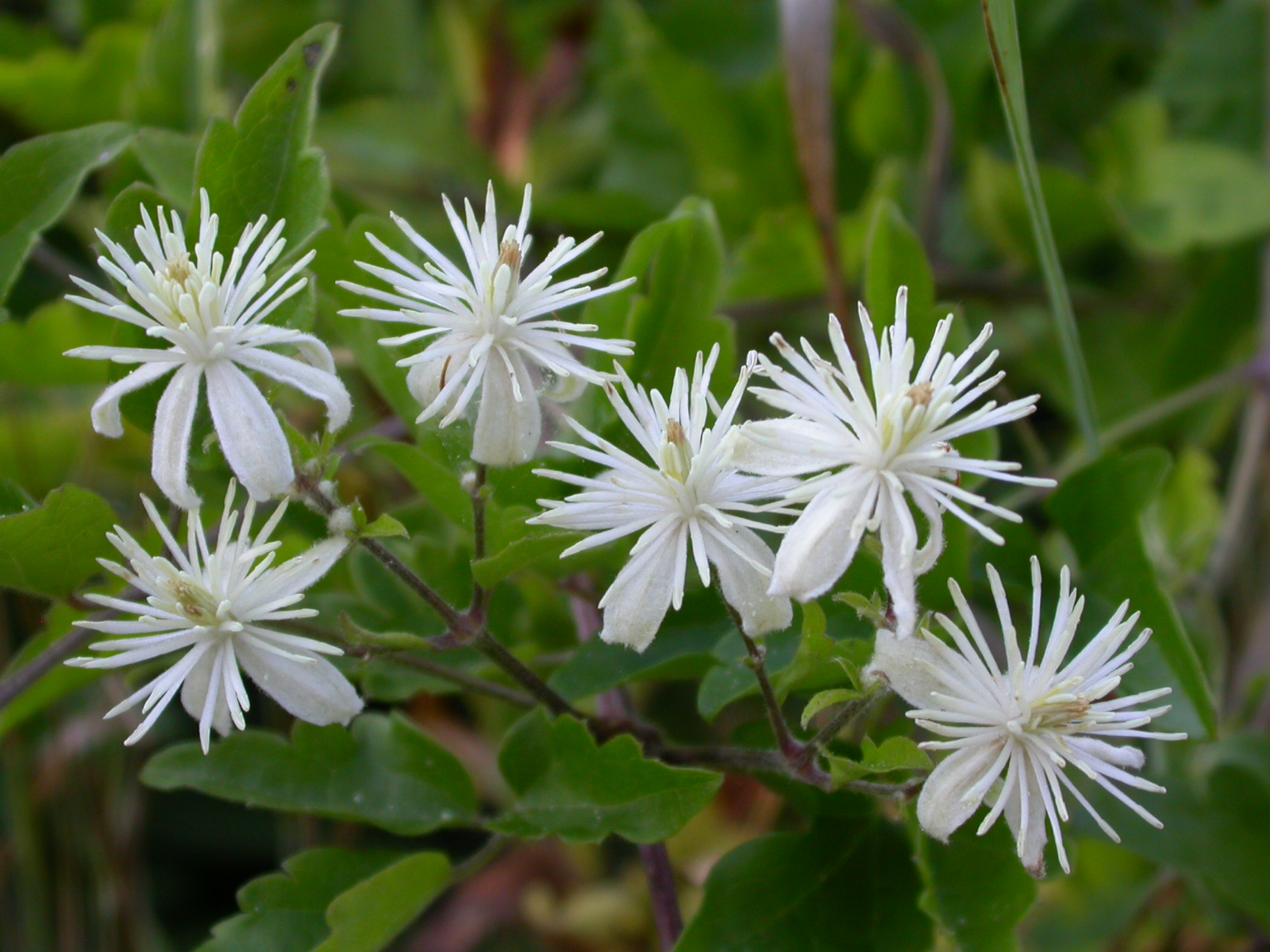 Akasma - Clematis vitalba