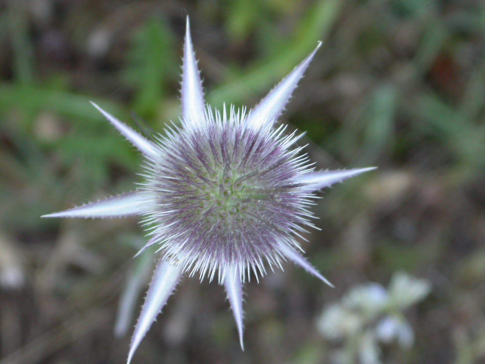 Boğadikeni - Eryngium sp.