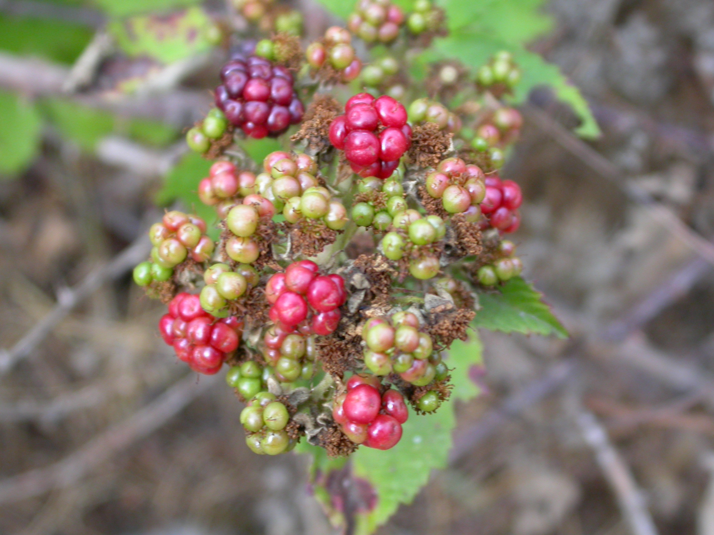 Böğürtlen - Rubus caesius