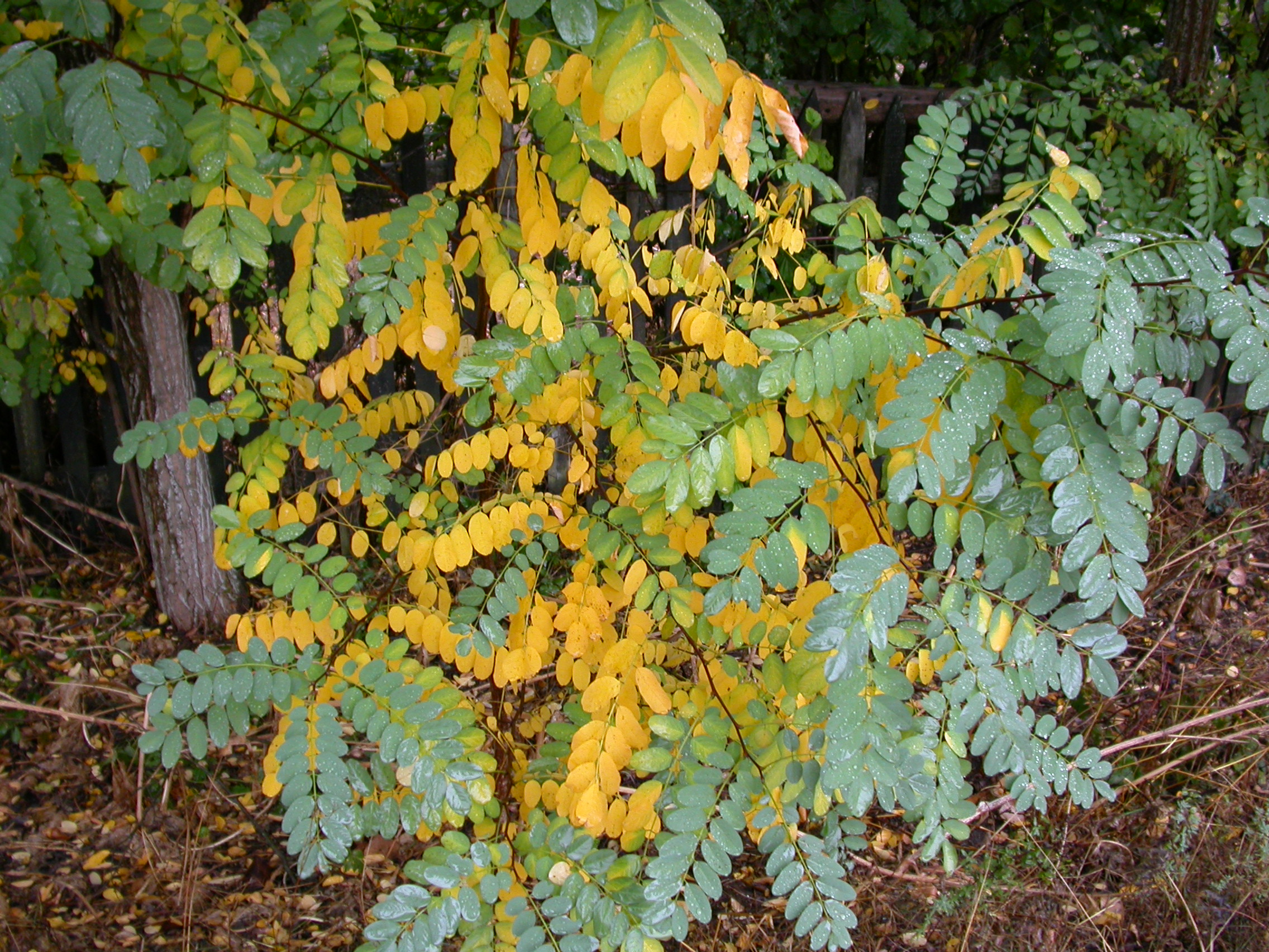 Yalancı Akasya - Robinia pseudoacacia L.
