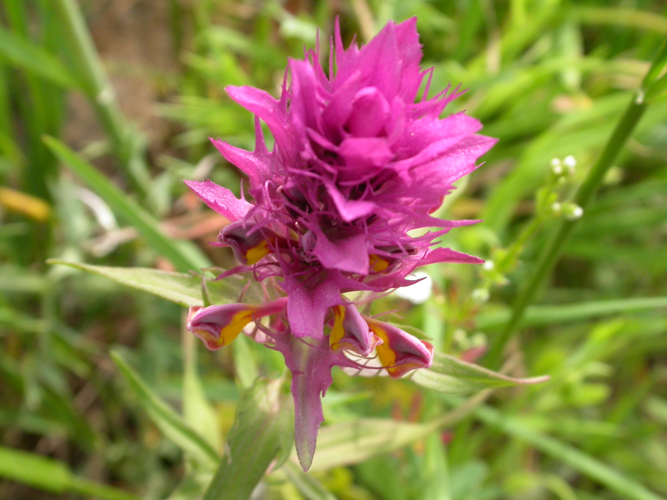 İnekbuğdayı - Melampyrum cf. arvense