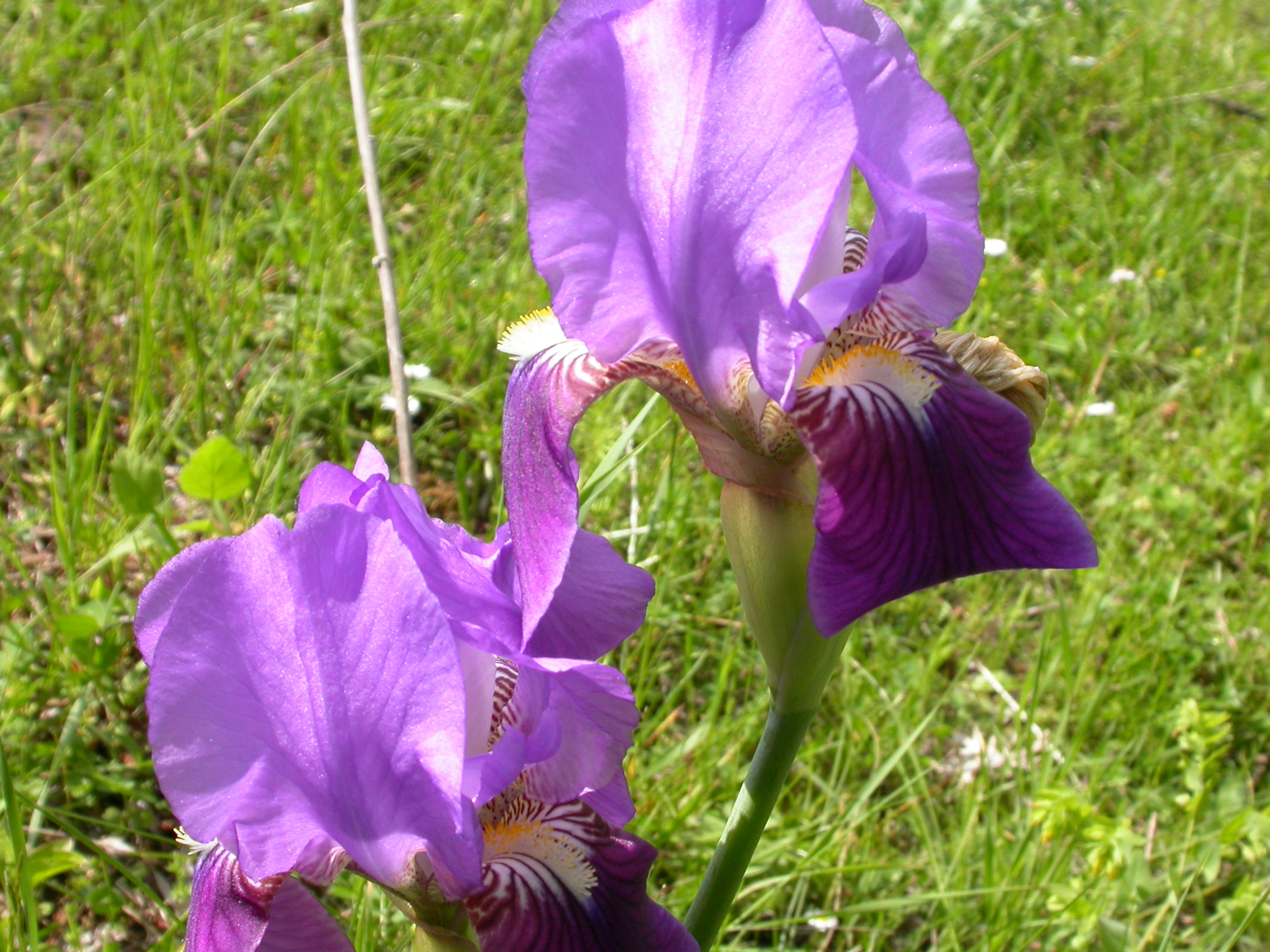 Mor Süsen - Iris germanica