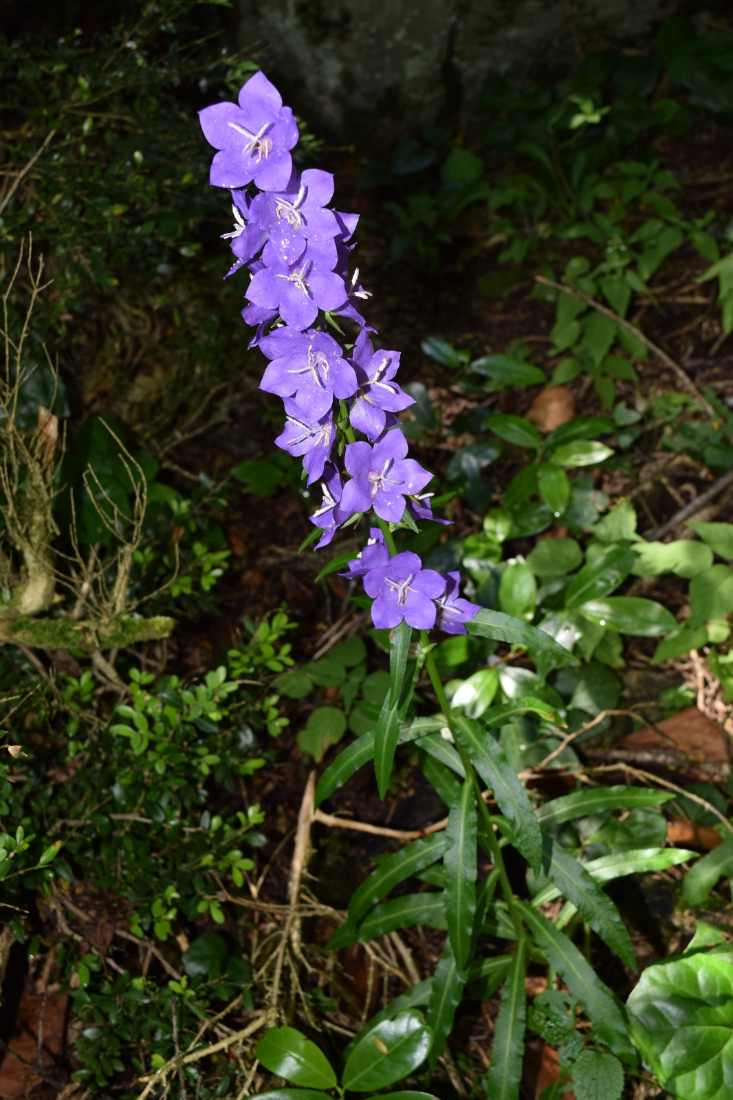 Çan Çiçeği - Campanula persicifolia