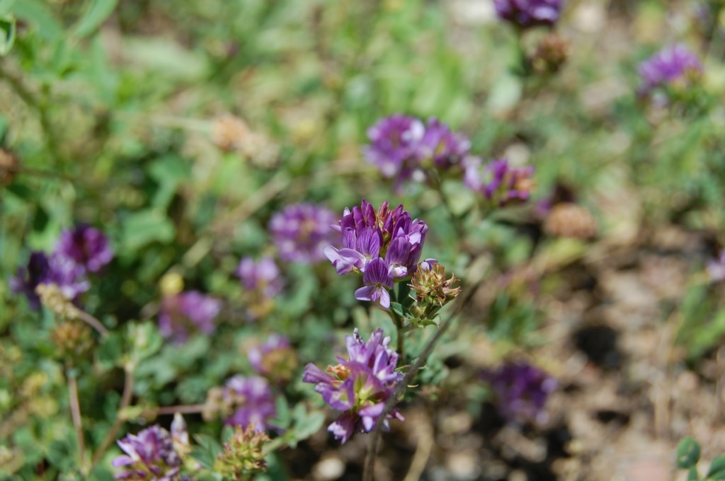 Korunga geveni - Astragalus  onobrychis