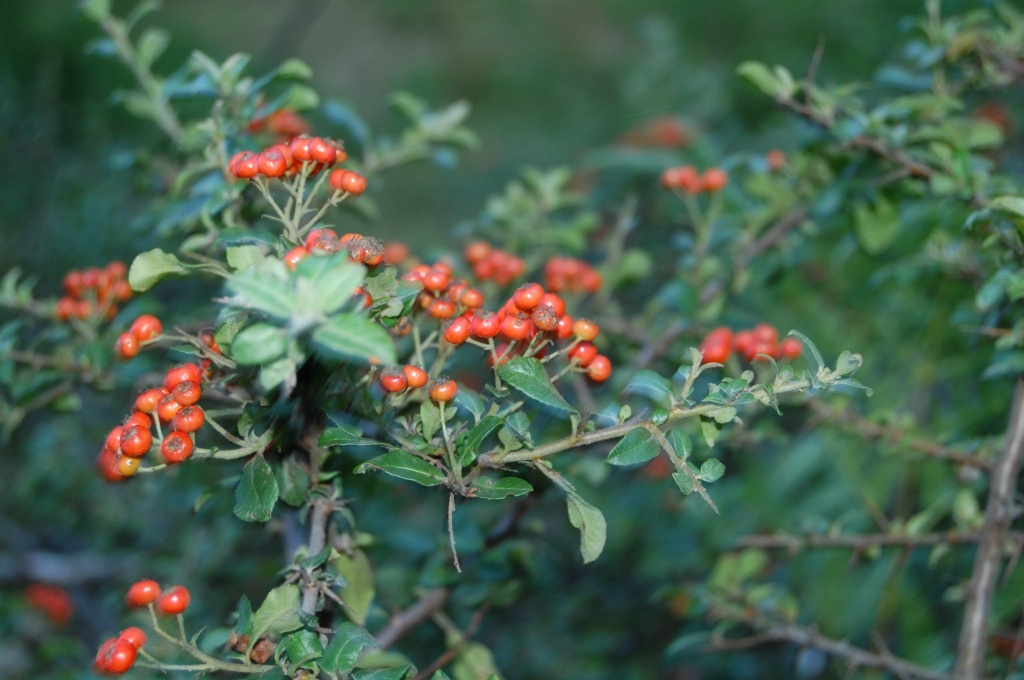 Ateşdikeni, Ateşçalısı - Pyracantha coccinea