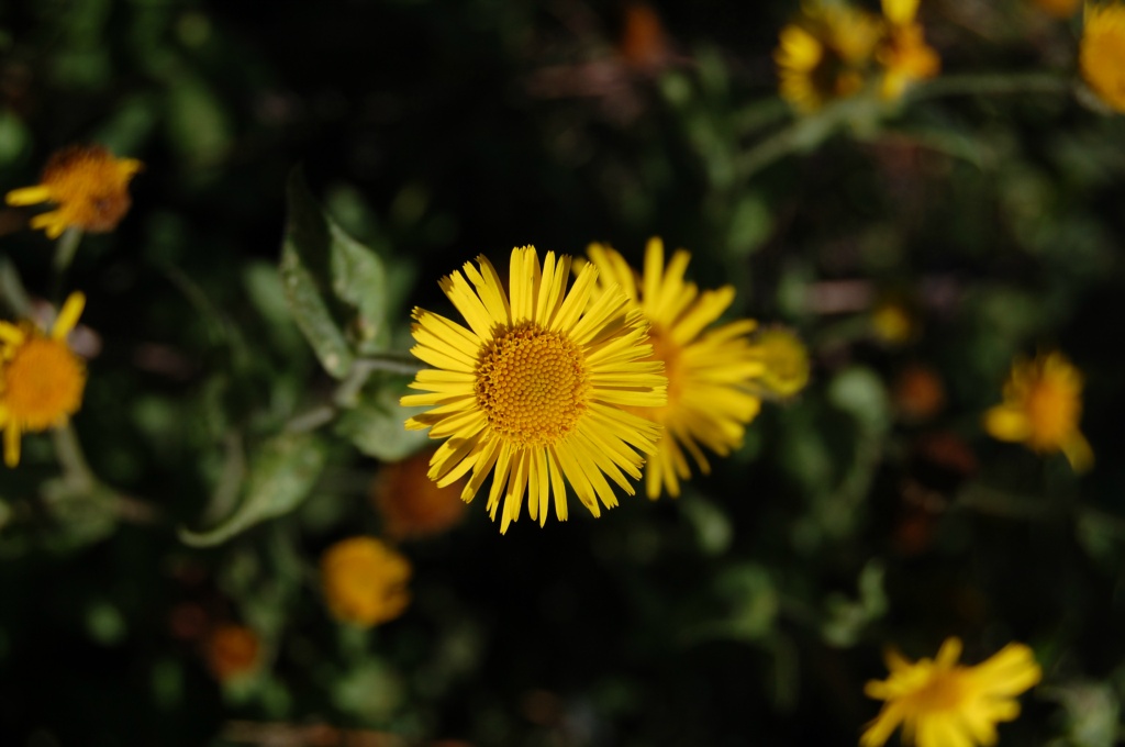 Arnika, Altın çicek - Arnica montana