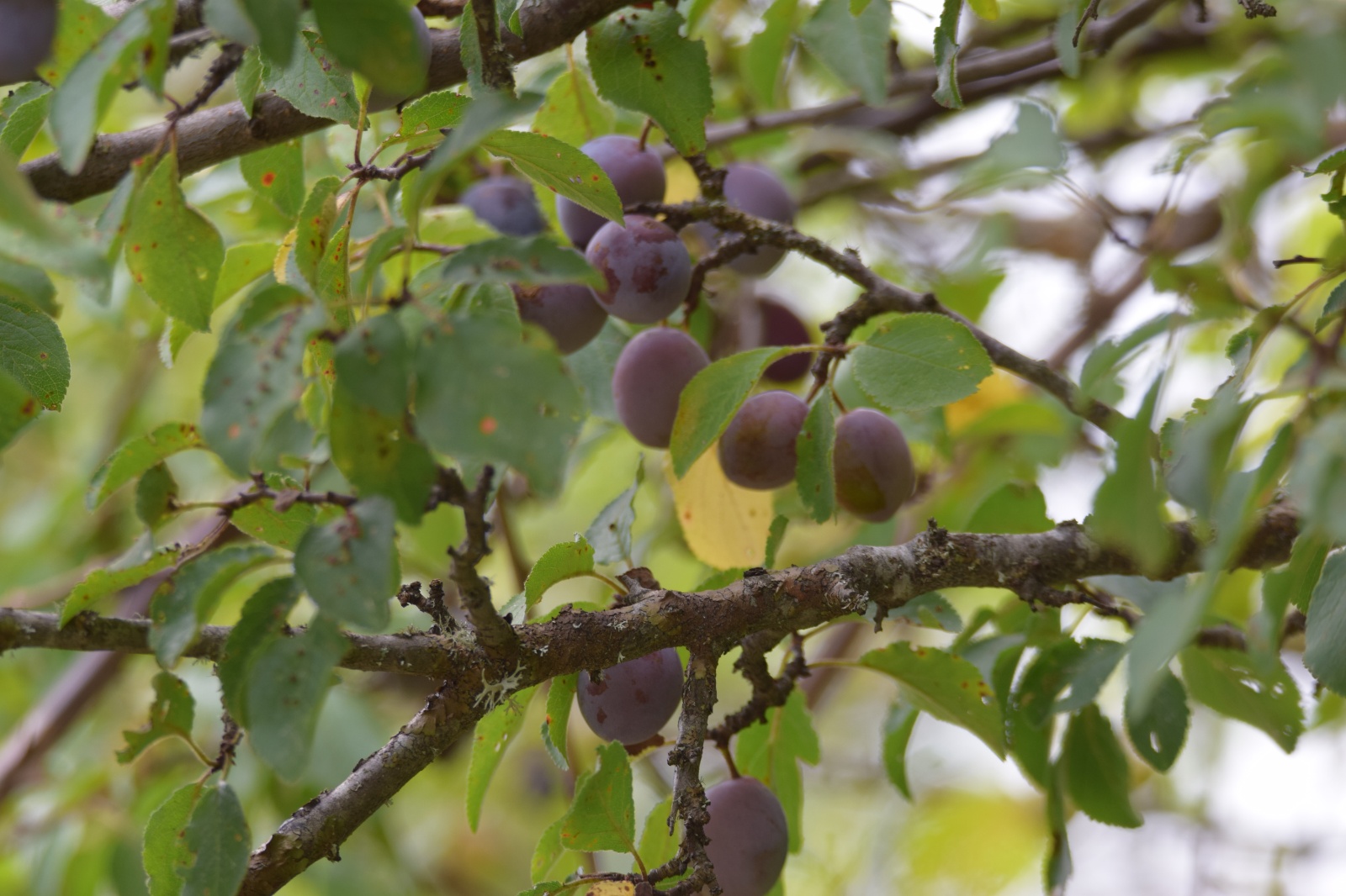 Yaban Eriği - Prunus sp.