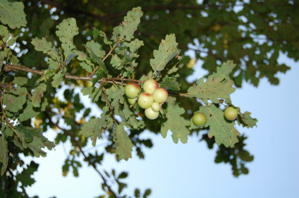 Mazı Meşesi - Quercus infectoria olivier
