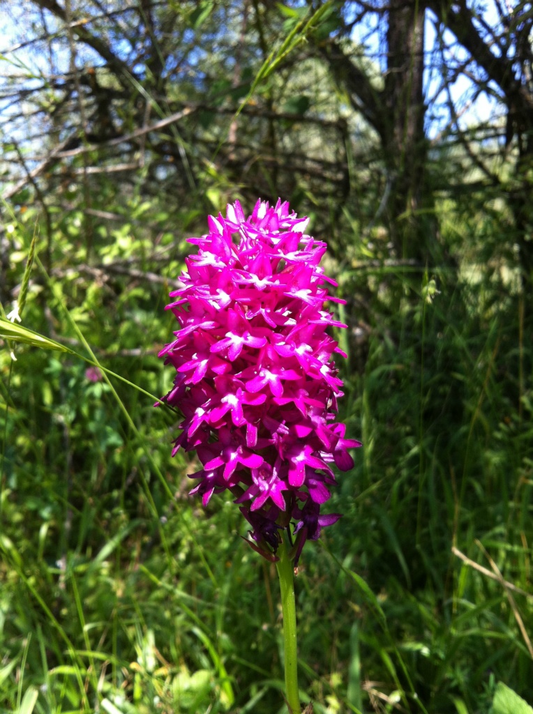 Çam Salebi - Anacamptis pyramidalis