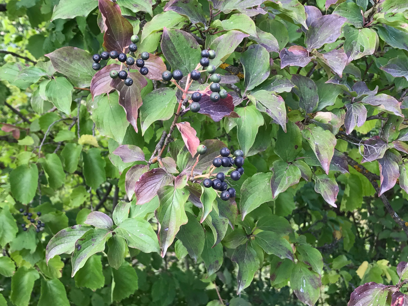 Yaban Kızılcığı - Cornus sanguinea