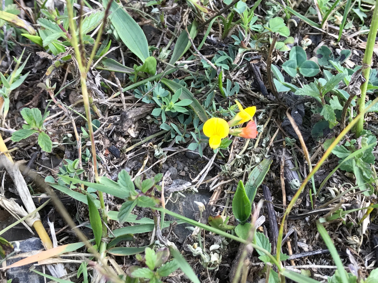 Gazelboynuzu - Lotus corniculatus