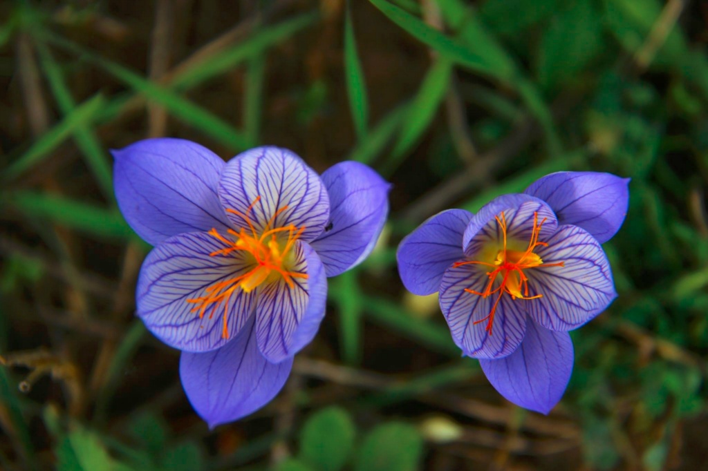 Güz Çiğdemi, Acı Çiğdem - Colchicum autumnale