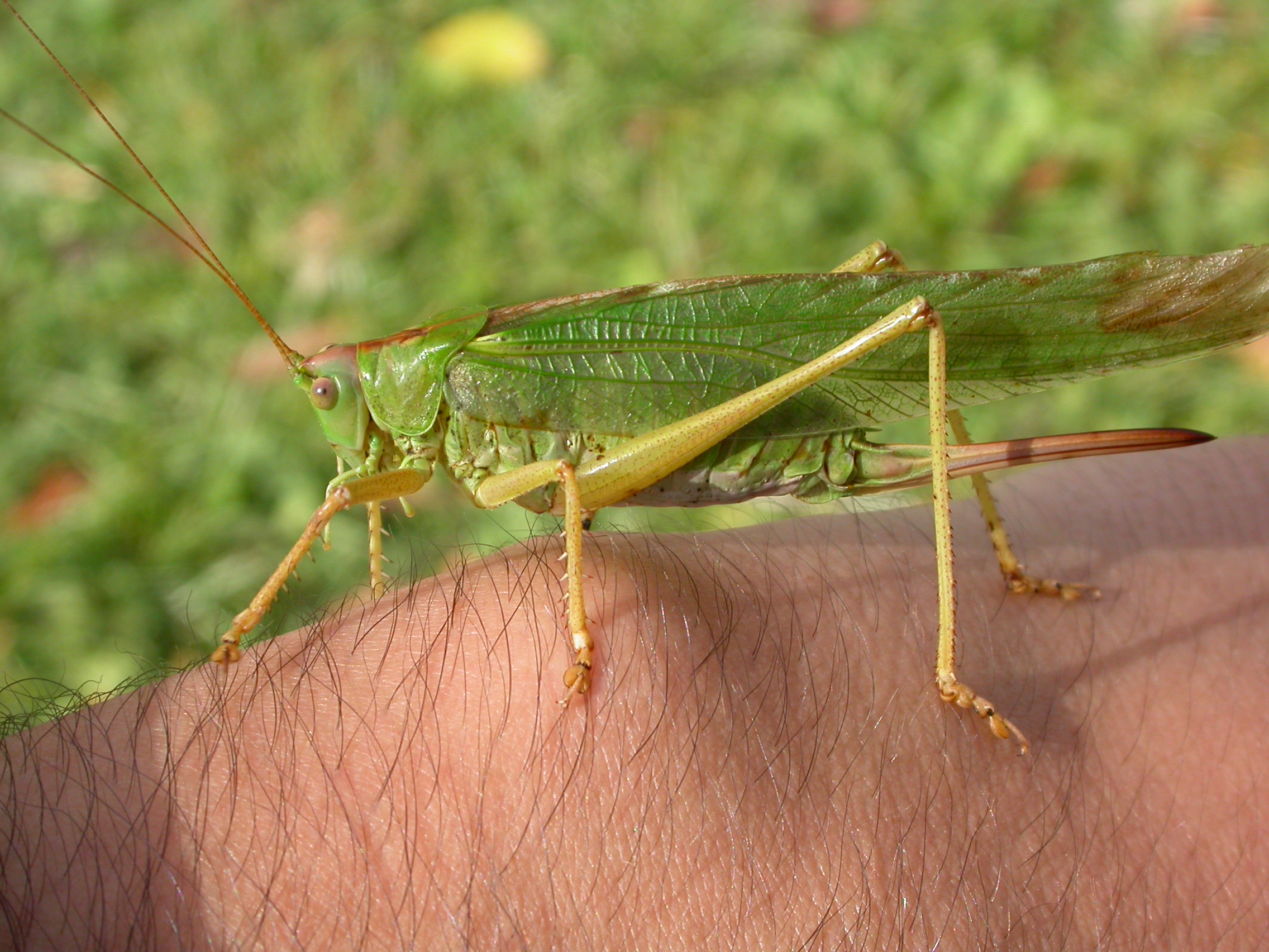 Yeşil Çekirge - Tettigonia viridissima