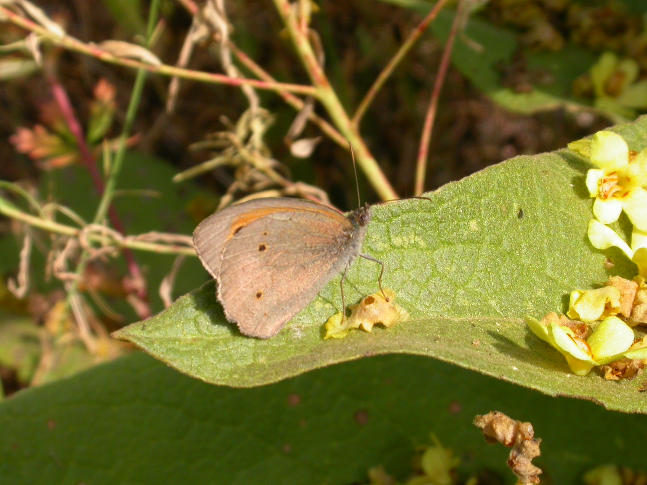 Çayır Esmeri - Moniola jurtina