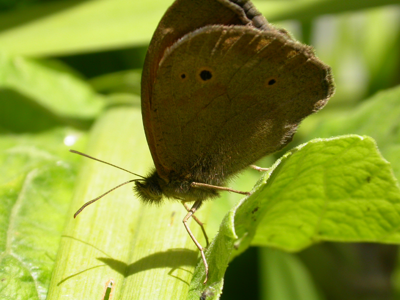Çayır Esmeri - Moniola jurtina