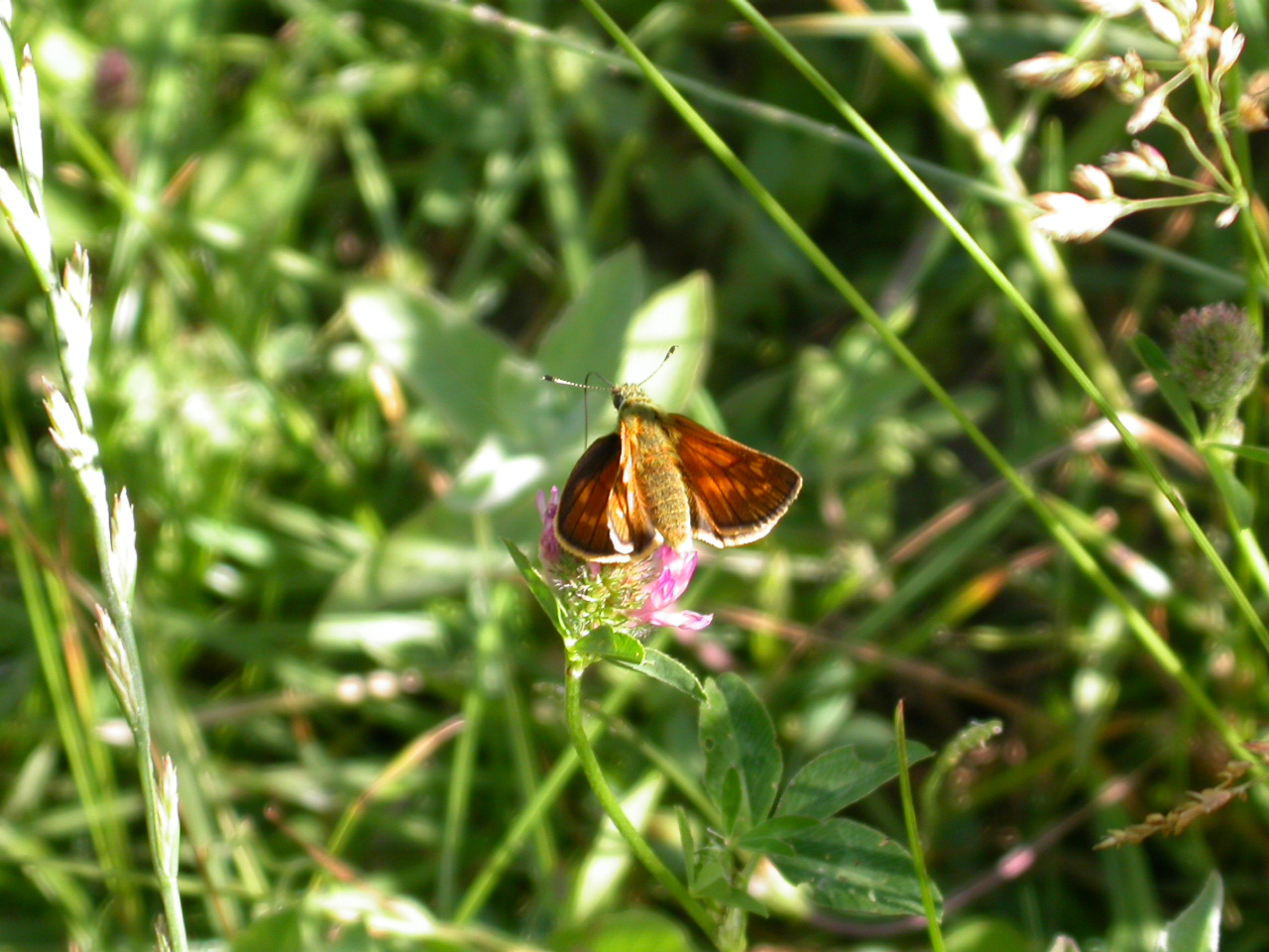 Orman Zıpzıpı - Ochlodes venatus