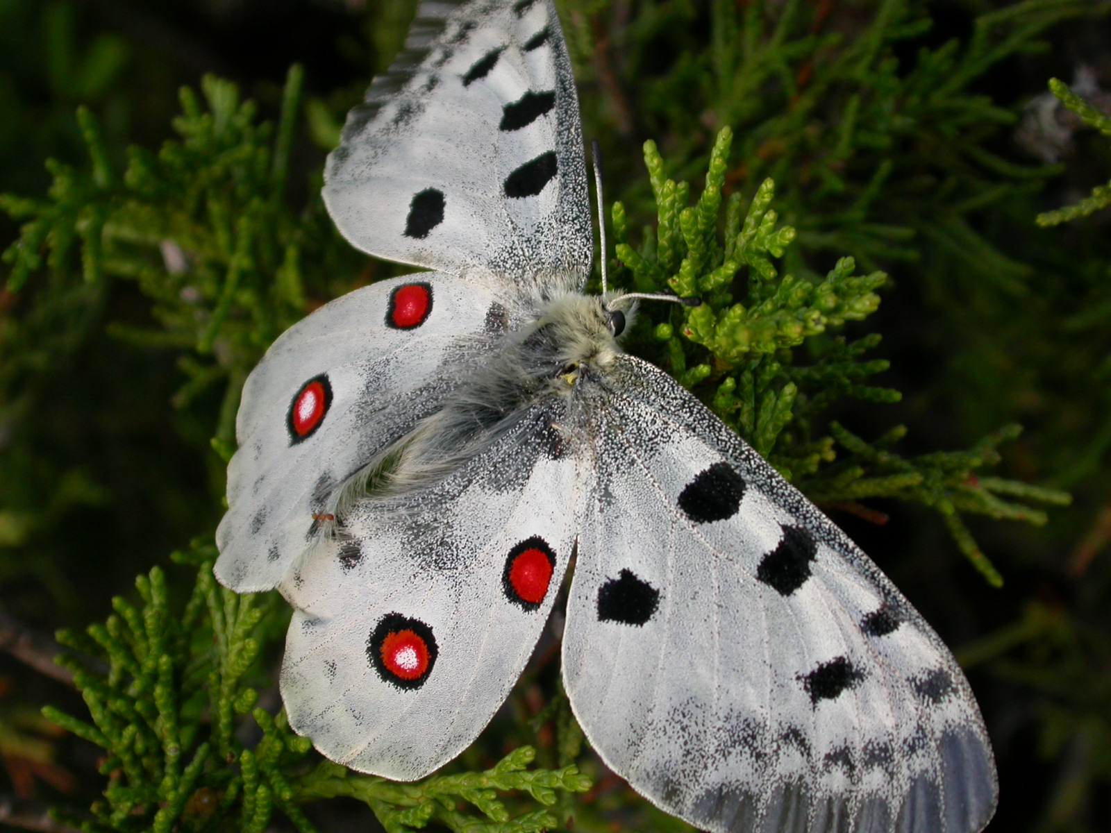 Apollo - Parnassius apollo