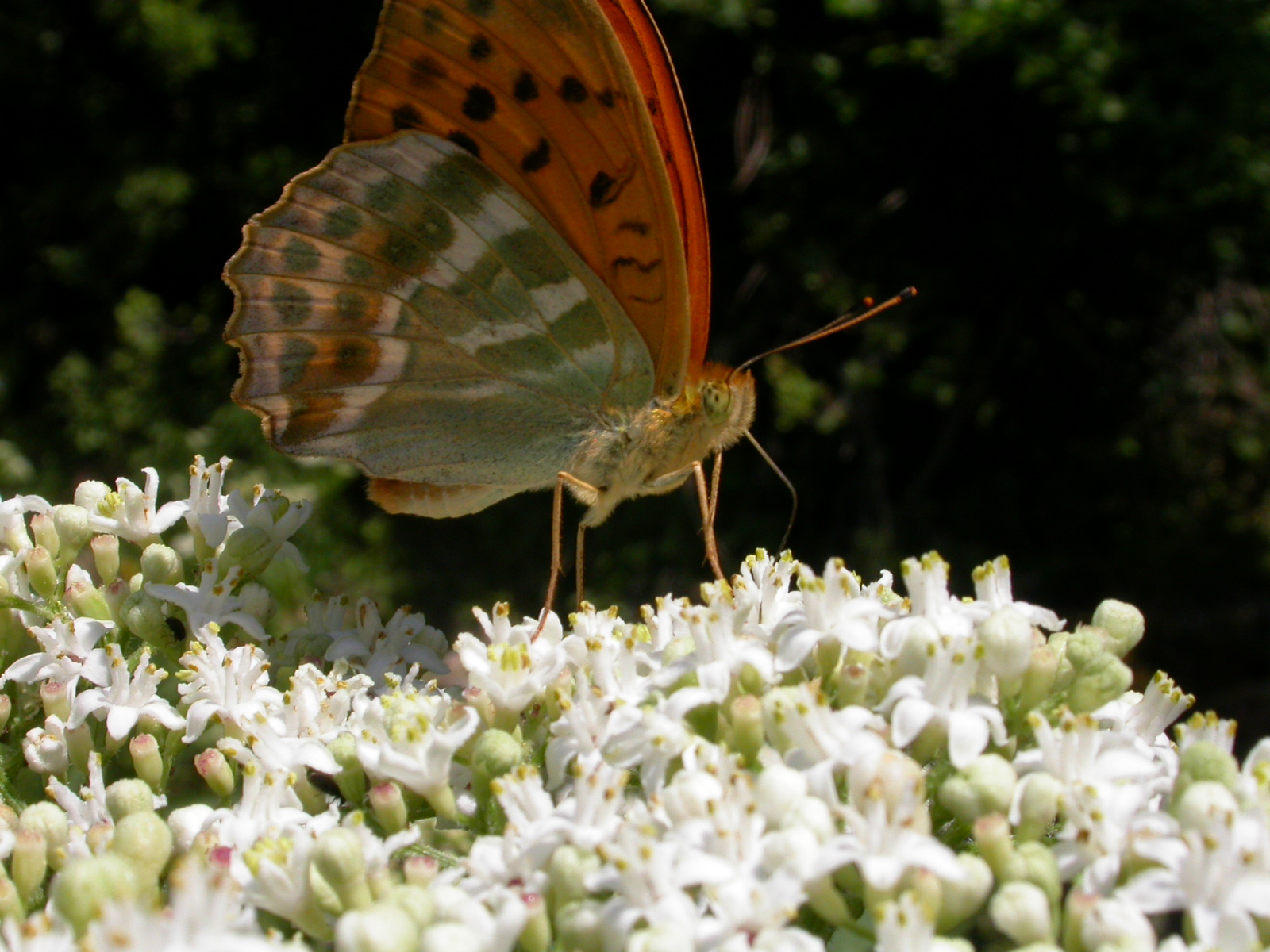 Cengaver - Argynnis paphia