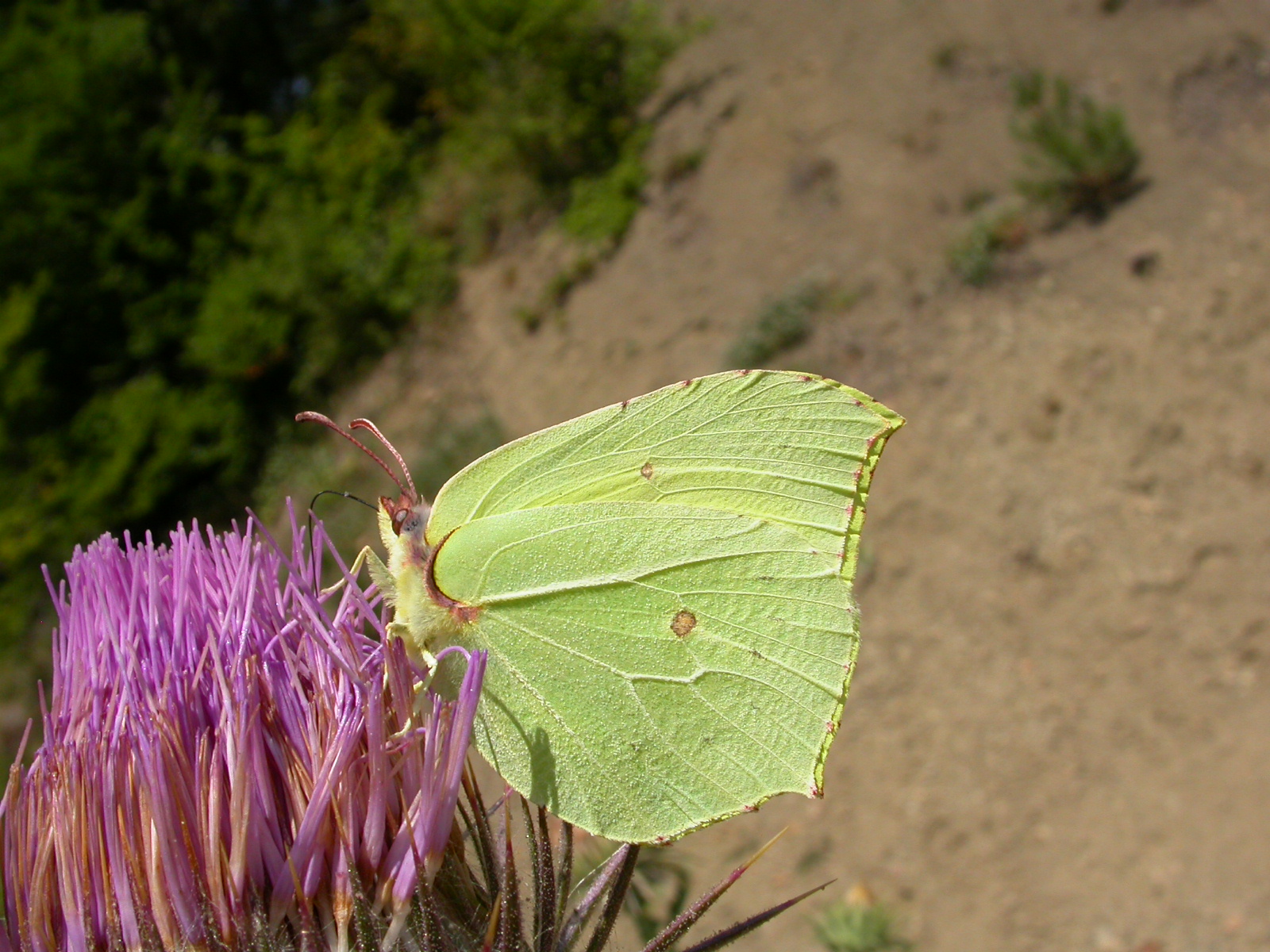 Orakkanat - Gonepteryx rhamni