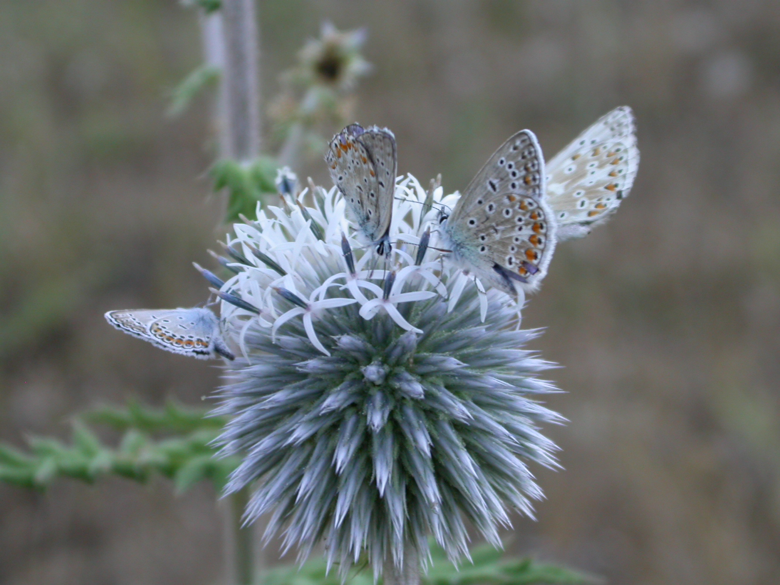 Çokgözlü Mavi - Polyommatus icarus
