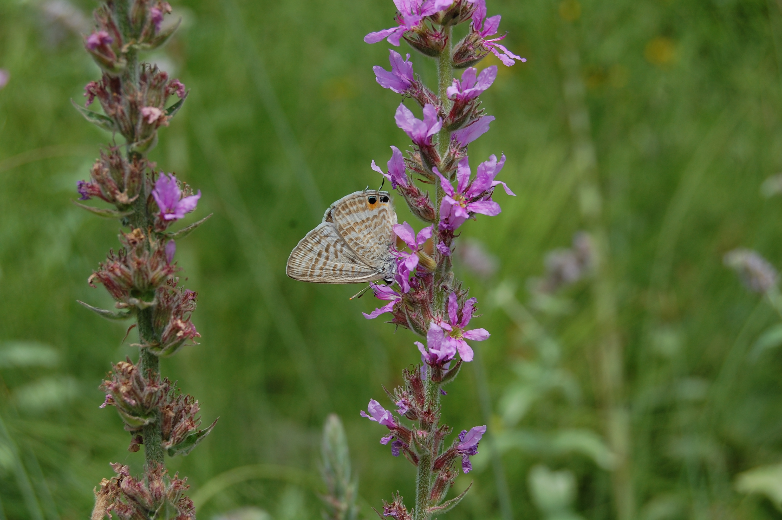 Lampides - Lampides boeticus