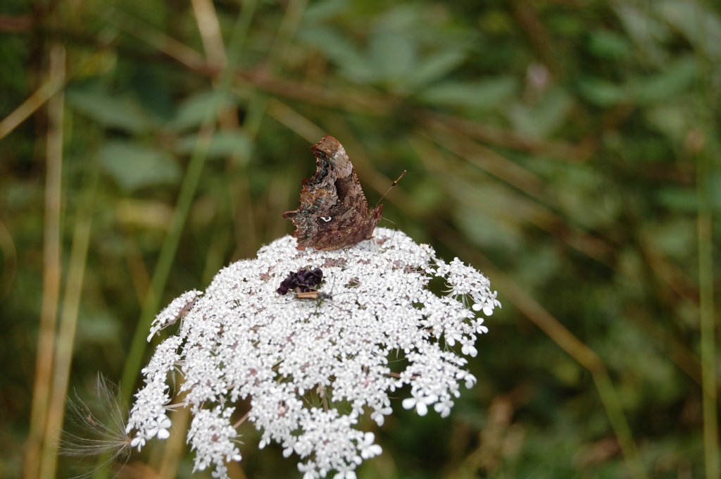 Yırtık pırtık - Poligonia c-album