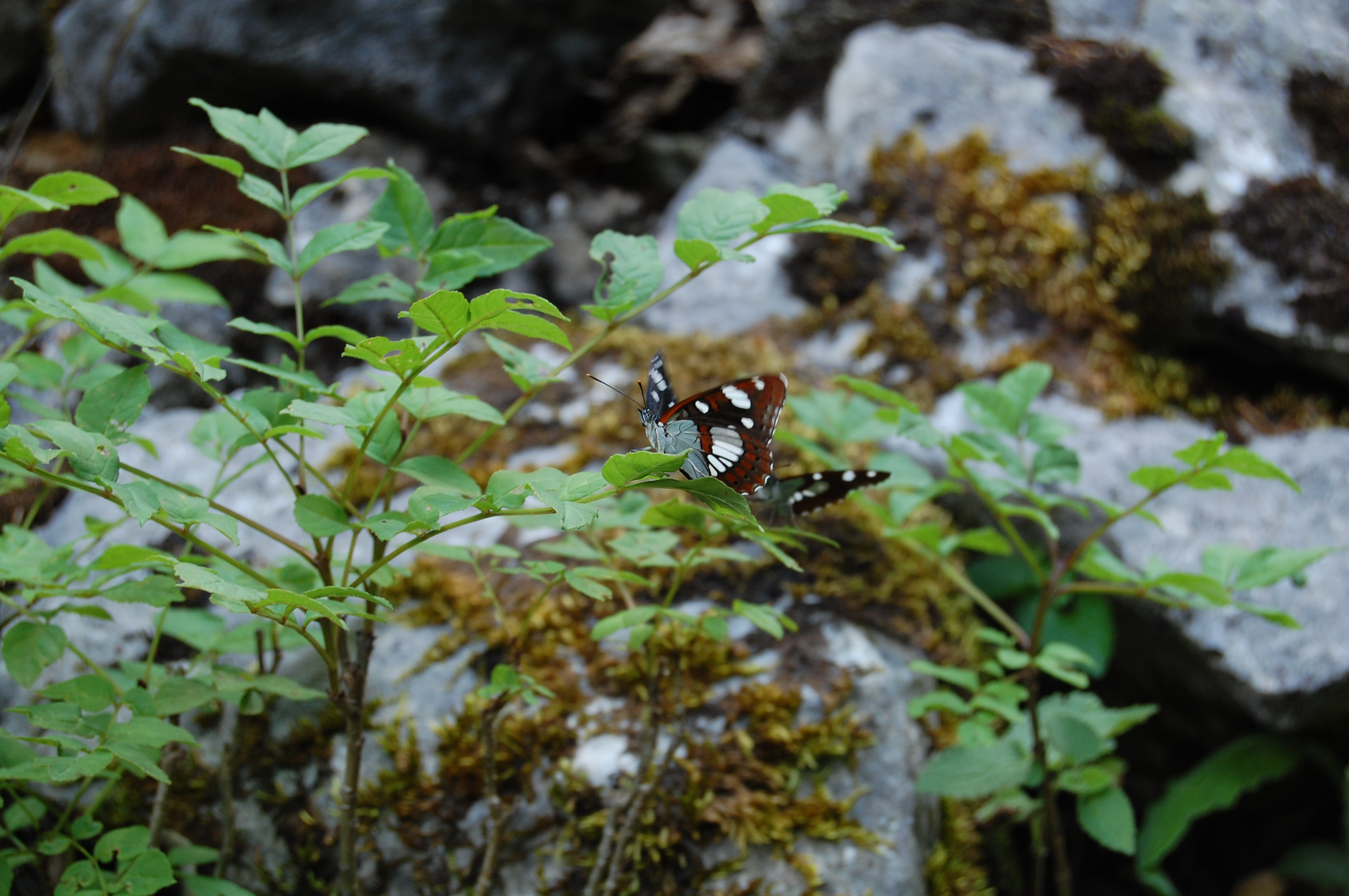 Akdeniz hanımeli kelebeği - Limenitis reducta
