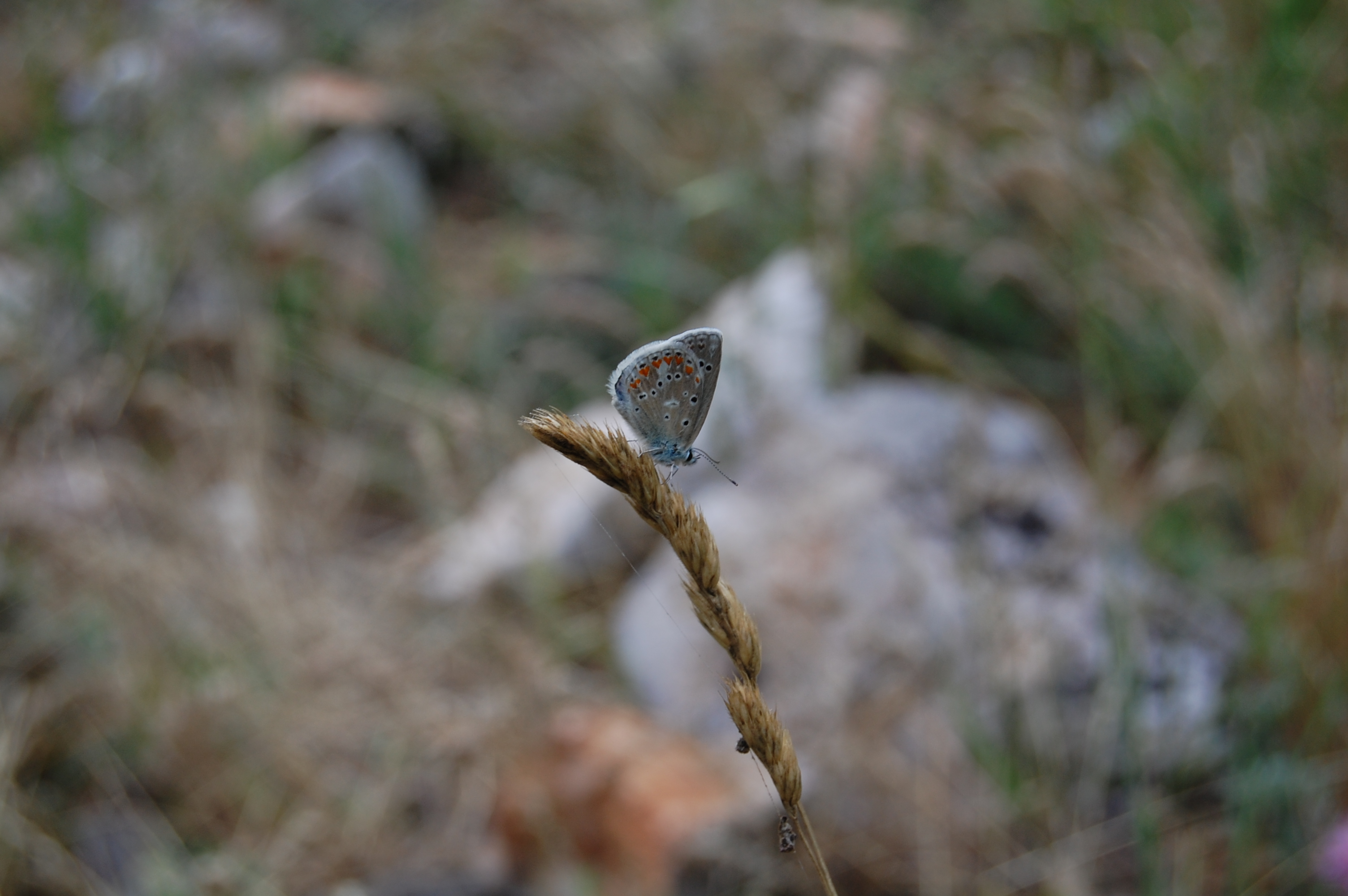 Çokgözlü turkuvaz mavisi - Polyommatus dorylas