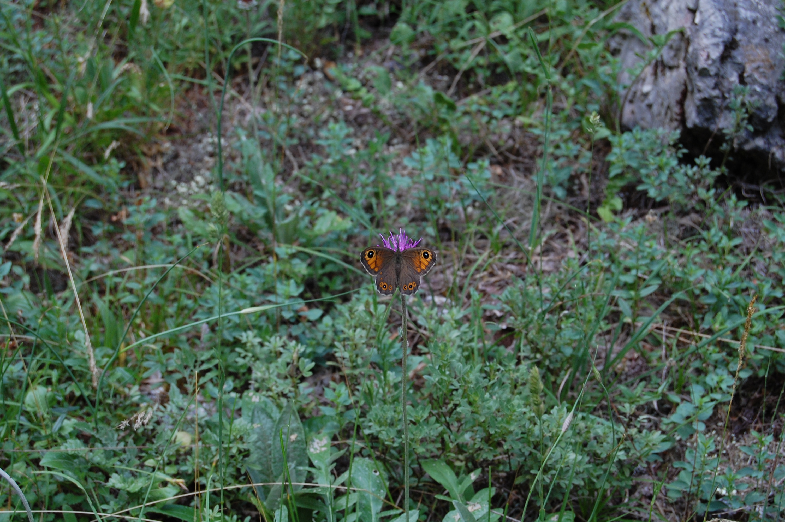 Küçük Esmerboncuk - Losiommata megera