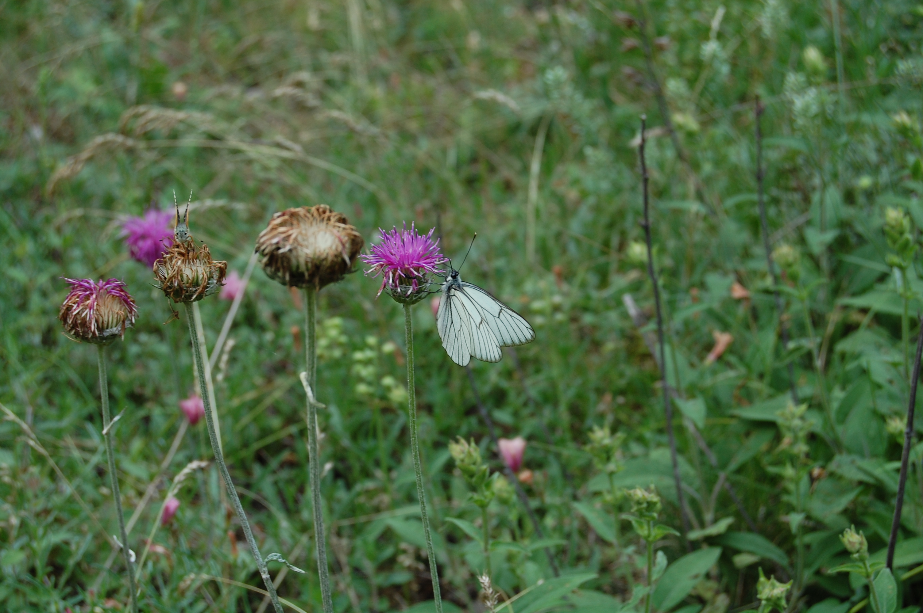 Alıç Kelebeği - Aporia crataegi